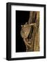 Leptopelis Sp. (Forest Treefrog )-Paul Starosta-Framed Photographic Print