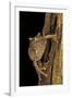 Leptopelis Sp. (Forest Treefrog )-Paul Starosta-Framed Photographic Print