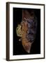 Leptopelis Sp. (Forest Treefrog )-Paul Starosta-Framed Photographic Print