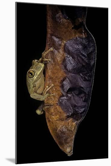 Leptopelis Sp. (Forest Treefrog )-Paul Starosta-Mounted Photographic Print