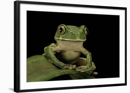 Leptopelis Sp. (Forest Treefrog )-Paul Starosta-Framed Photographic Print