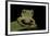 Leptopelis Sp. (Forest Treefrog )-Paul Starosta-Framed Photographic Print