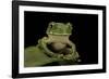 Leptopelis Sp. (Forest Treefrog )-Paul Starosta-Framed Photographic Print