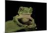 Leptopelis Sp. (Forest Treefrog )-Paul Starosta-Mounted Photographic Print