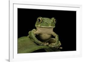 Leptopelis Sp. (Forest Treefrog )-Paul Starosta-Framed Photographic Print