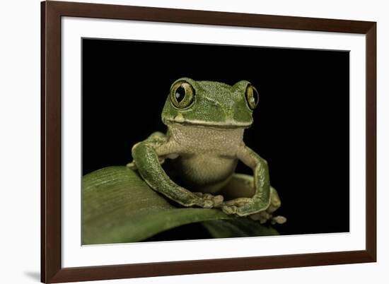 Leptopelis Sp. (Forest Treefrog )-Paul Starosta-Framed Photographic Print