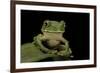 Leptopelis Sp. (Forest Treefrog )-Paul Starosta-Framed Photographic Print