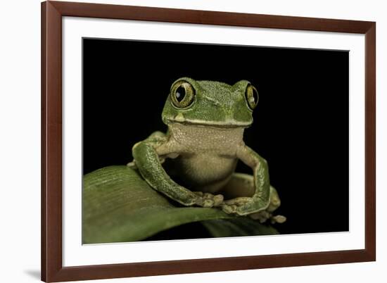 Leptopelis Sp. (Forest Treefrog )-Paul Starosta-Framed Photographic Print