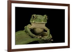 Leptopelis Sp. (Forest Treefrog )-Paul Starosta-Framed Photographic Print