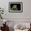 Leptopelis Sp. (Forest Treefrog )-Paul Starosta-Framed Photographic Print displayed on a wall