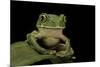 Leptopelis Sp. (Forest Treefrog )-Paul Starosta-Mounted Photographic Print