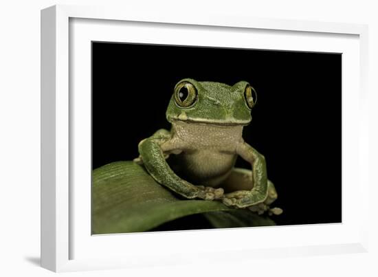 Leptopelis Sp. (Forest Treefrog )-Paul Starosta-Framed Photographic Print