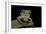 Leptopelis Sp. (Forest Treefrog )-Paul Starosta-Framed Photographic Print