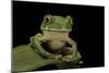 Leptopelis Sp. (Forest Treefrog )-Paul Starosta-Mounted Photographic Print