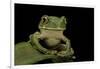 Leptopelis Sp. (Forest Treefrog )-Paul Starosta-Framed Photographic Print