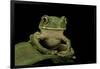 Leptopelis Sp. (Forest Treefrog )-Paul Starosta-Framed Photographic Print