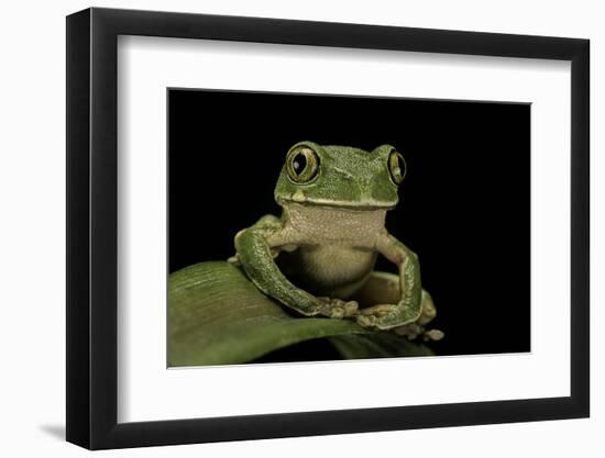 Leptopelis Sp. (Forest Treefrog )-Paul Starosta-Framed Photographic Print