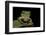 Leptopelis Sp. (Forest Treefrog )-Paul Starosta-Framed Photographic Print