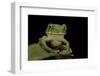 Leptopelis Sp. (Forest Treefrog )-Paul Starosta-Framed Photographic Print