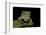 Leptopelis Sp. (Forest Treefrog )-Paul Starosta-Framed Photographic Print