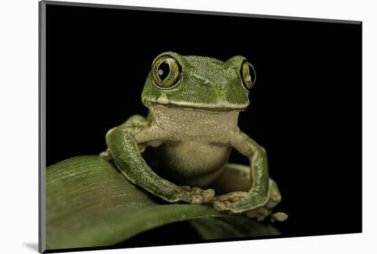 Leptopelis Sp. (Forest Treefrog )-Paul Starosta-Mounted Photographic Print