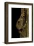 Leptopelis Sp. (Forest Treefrog )-Paul Starosta-Framed Photographic Print