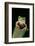 Leptopelis Sp. (Forest Treefrog )-Paul Starosta-Framed Photographic Print