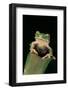 Leptopelis Sp. (Forest Treefrog )-Paul Starosta-Framed Photographic Print