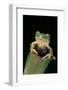 Leptopelis Sp. (Forest Treefrog )-Paul Starosta-Framed Photographic Print