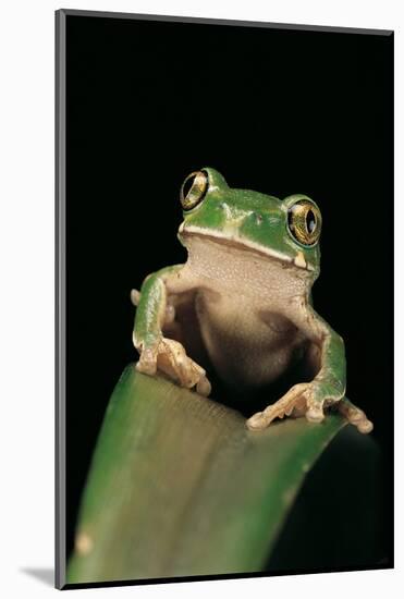 Leptopelis Sp. (Forest Treefrog )-Paul Starosta-Mounted Photographic Print