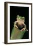 Leptopelis Sp. (Forest Treefrog )-Paul Starosta-Framed Photographic Print