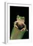 Leptopelis Sp. (Forest Treefrog )-Paul Starosta-Framed Photographic Print