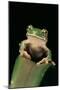 Leptopelis Sp. (Forest Treefrog )-Paul Starosta-Mounted Photographic Print