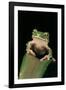 Leptopelis Sp. (Forest Treefrog )-Paul Starosta-Framed Photographic Print