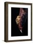 Leptopelis Sp. (Forest Treefrog )-Paul Starosta-Framed Photographic Print