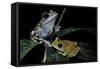 Leptopelis Uluguruensis (Uluguru Forest Treefrog)-Paul Starosta-Framed Stretched Canvas