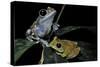 Leptopelis Uluguruensis (Uluguru Forest Treefrog)-Paul Starosta-Stretched Canvas