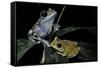 Leptopelis Uluguruensis (Uluguru Forest Treefrog)-Paul Starosta-Framed Stretched Canvas