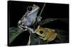 Leptopelis Uluguruensis (Uluguru Forest Treefrog)-Paul Starosta-Stretched Canvas