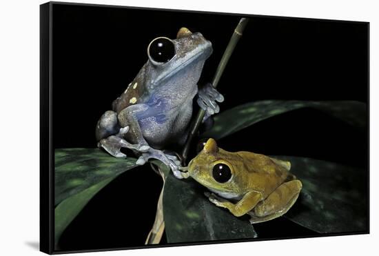 Leptopelis Uluguruensis (Uluguru Forest Treefrog)-Paul Starosta-Framed Stretched Canvas