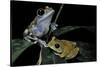 Leptopelis Uluguruensis (Uluguru Forest Treefrog)-Paul Starosta-Stretched Canvas