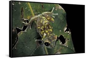 Leptopelis Uluguruensis (Uluguru Forest Treefrog)-Paul Starosta-Framed Stretched Canvas