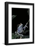 Leptopelis Uluguruensis (Uluguru Forest Treefrog)-Paul Starosta-Framed Photographic Print