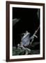 Leptopelis Uluguruensis (Uluguru Forest Treefrog)-Paul Starosta-Framed Photographic Print