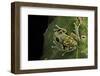 Leptopelis Uluguruensis (Uluguru Forest Treefrog)-Paul Starosta-Framed Photographic Print