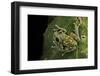 Leptopelis Uluguruensis (Uluguru Forest Treefrog)-Paul Starosta-Framed Photographic Print