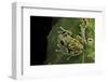 Leptopelis Uluguruensis (Uluguru Forest Treefrog)-Paul Starosta-Framed Photographic Print