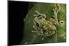 Leptopelis Uluguruensis (Uluguru Forest Treefrog)-Paul Starosta-Mounted Photographic Print