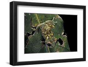 Leptopelis Uluguruensis (Uluguru Forest Treefrog)-Paul Starosta-Framed Photographic Print