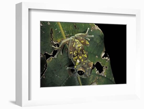 Leptopelis Uluguruensis (Uluguru Forest Treefrog)-Paul Starosta-Framed Photographic Print